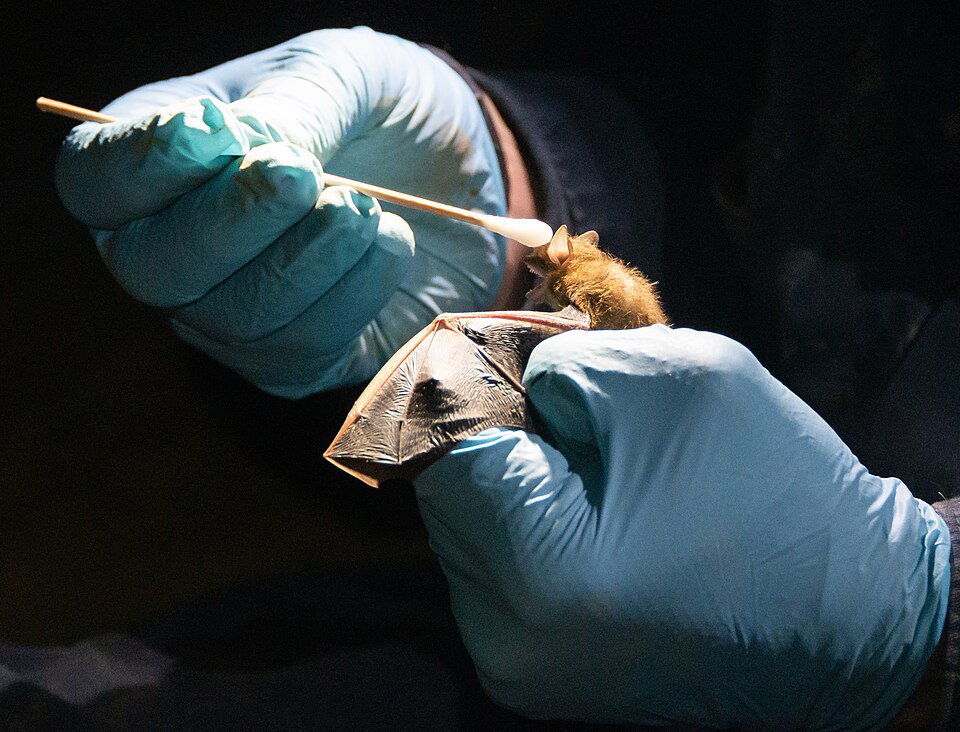 Gloved hands swabbing the wing of a small brown bat to sample for the white-nose syndrome fungus