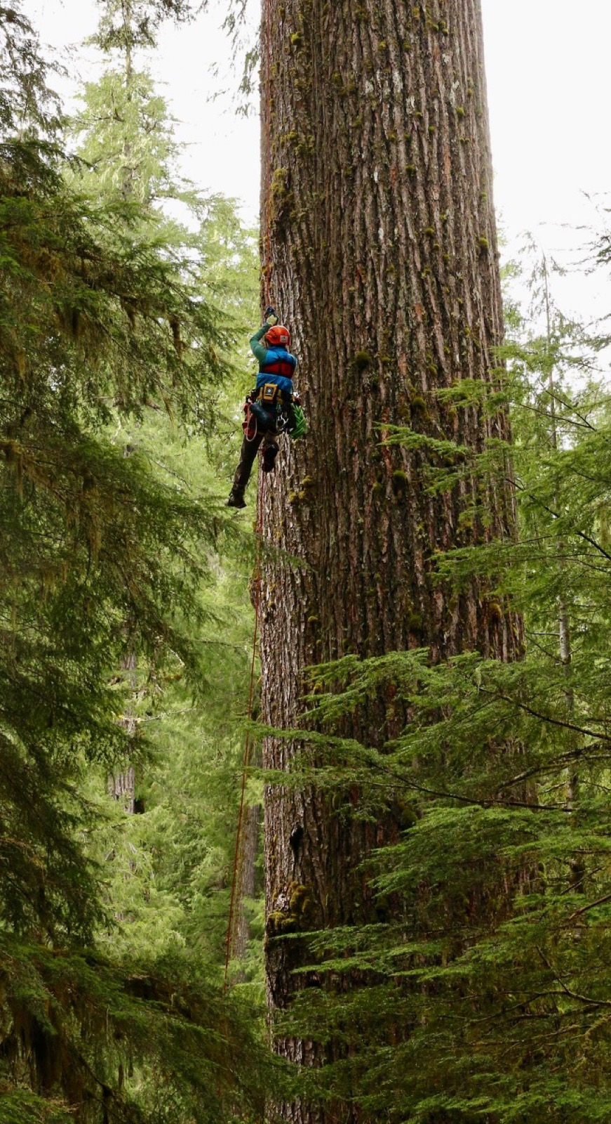 Lab field work in old-growth forest