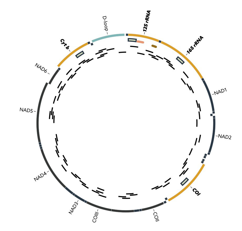 Circular map of a vertebrate mitochondrial genome, labelled with the 12S and 16S rRNA, COI, and cytochrome b regions used for DNA barcoding and metabarcoding