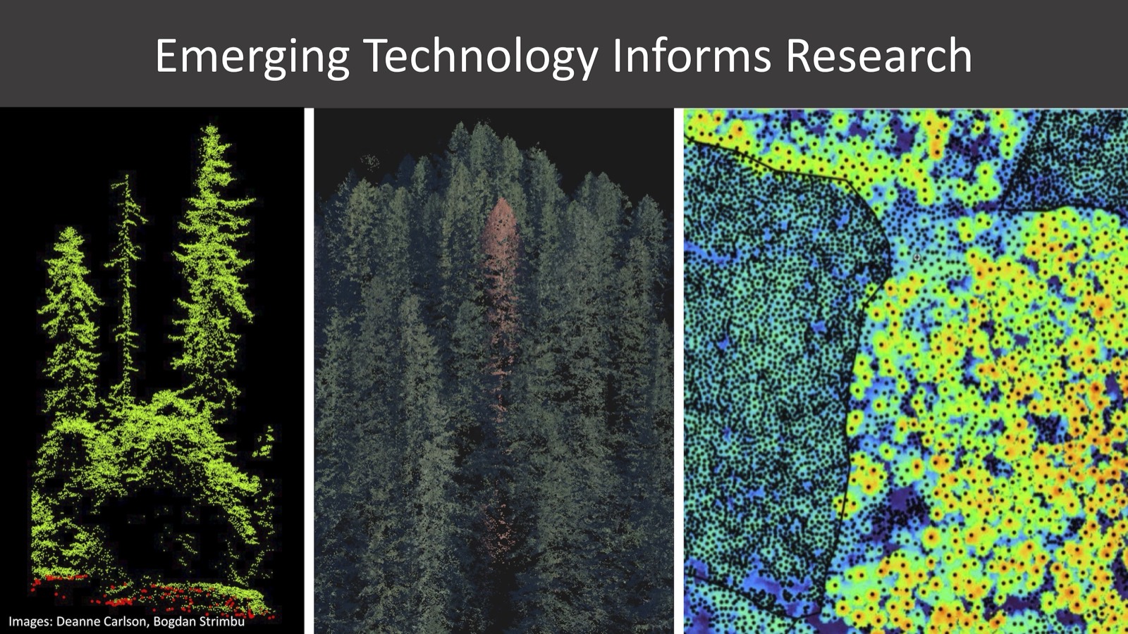 LiDAR forest data visualization