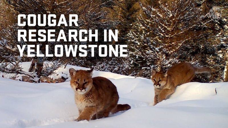 A cougar on a snowy Yellowstone hillside