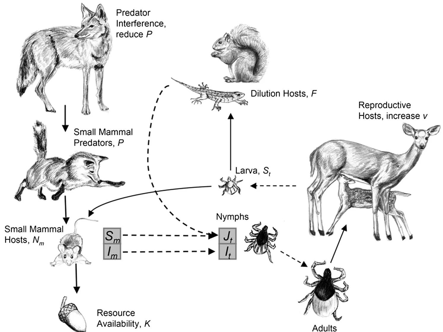 Diagram of the Lyme disease community: coyotes suppress small-mammal predators such as foxes, which prey on small-mammal hosts limited by acorn resources; larval ticks feed on small mammals or on dilution hosts such as squirrels and lizards, nymphs carry infection forward, and adult ticks reproduce on deer