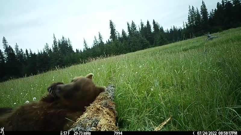 A bear rubbing against a tree in a meadow