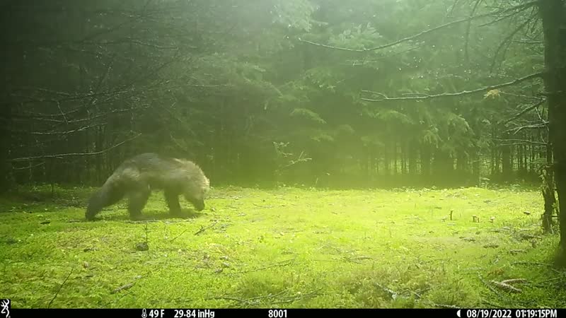 Wildlife recorded by a remote camera trap