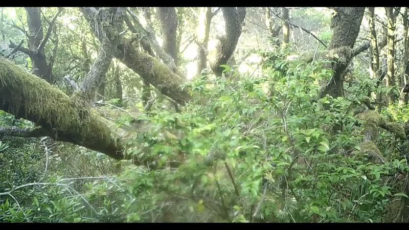 A Pacific marten foraging in coastal forest