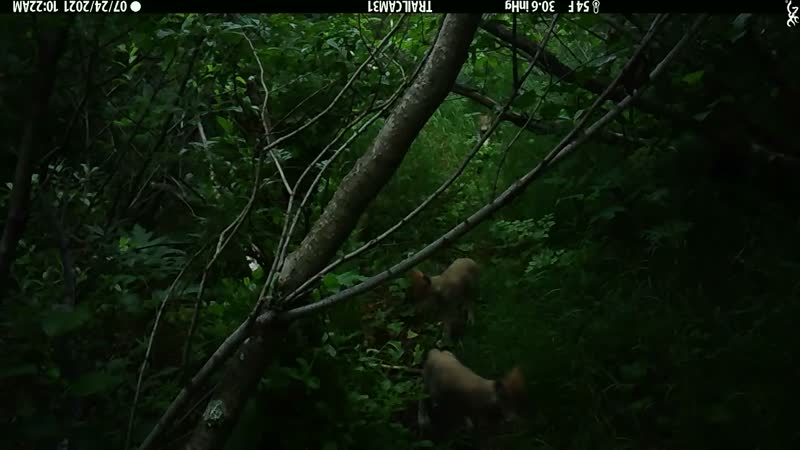 Young wild canids outside a den