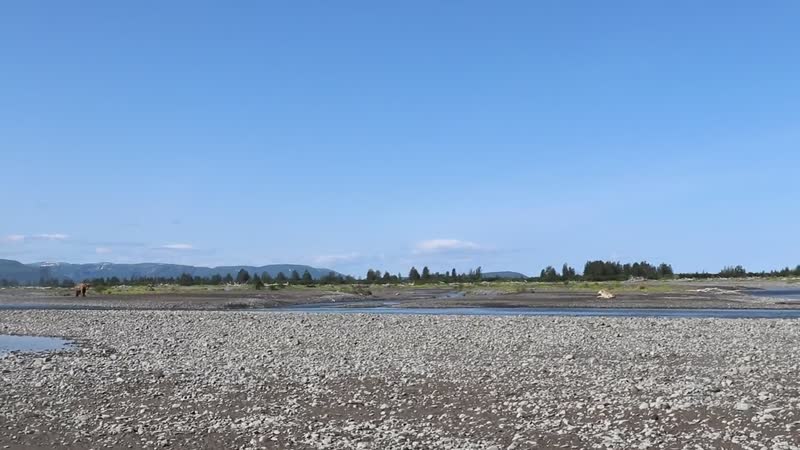 A wolf and a bear together on a gravel river bar